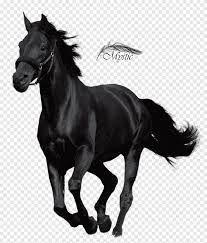 See arabian horse stock video clips. Arabian Horse Png Images Pngegg