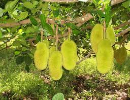 Kok bisa kayak kayu sih…? mbak restina dengan buasnya menaikturunkan pantatnya, sesekali diselingi gerkan maju mundur. 11 Jenis Pokok Yang Biasanya Berhantu Sentiasa Panas