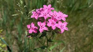 Image result for Phyllanthus crassinervius