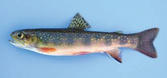 How big do they get? Brook Trout