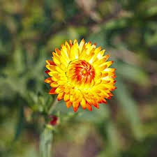 Image result for Helichrysum longiramum