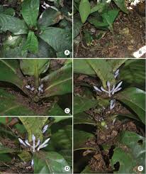 Image result for Pavetta sp. F