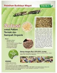 1,228 likes · 4 talking about this. Pelatihan Budidaya Maggot Sebagai Pakan Alternatif Ternak Winnintan Di Depok Kota 17 Nov 2018 Acara Atmago Warga Bantu Warga