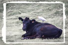 Cow And Cattle Egret Relationship By Debra Martz Cattle Canvas Prints Fine Art America
