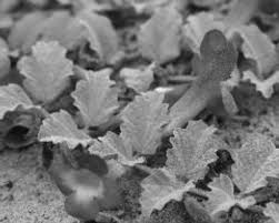 Image result for Aeollanthus myrianthus