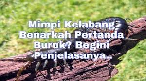 Ketika anda bermimpi menangkap kelabang, artinya akan berhasil menaklukan semua musuh dan pesaing anda dengan segera. 12 Arti Mimpi Kelabang Pertanda Datangnya Musibah Youtube