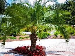 Pygmy date palms come in single, double, triple or multi trunks. Pygmy Date Palm Trees For Sale Online The Tree Center