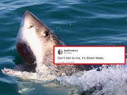 Bull shark vs tiger shark comparison. Best Shark Week Jokes From Twitter