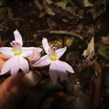 Image result for Dinophora spenneroides