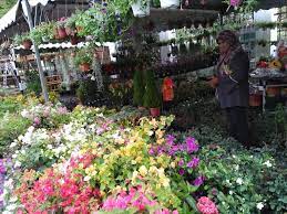 Capitol hill, kedai makan upin ipin, open trade and food scouting: Nursery Klang Pasar Bunga Di Shah Alam Jemput Mai Facebook