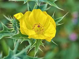 Image result for Argemone mexicana