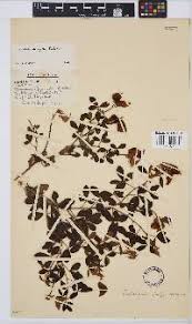 Image result for Crotalaria heidmannii