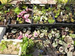 Image result for Begonia poculifera