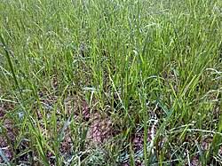 Image result for Panicum chambeshii