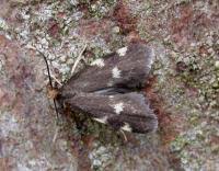 Image result for Telechrysis tripuncta