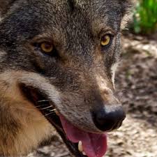 Resultado de imagen de fotos de animales en peligro de extinción