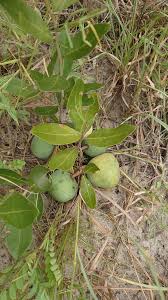 Image result for Salacia kraussii