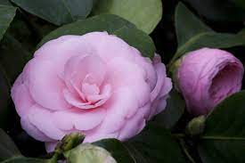 How To Care For Camellias Camellia Japonica Lots Of Gorgeous Pictures Flower Names Iris Flowers Camellia Plant
