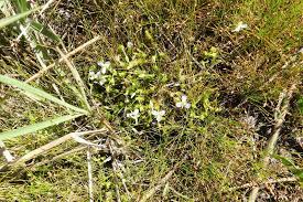 Image result for Mayacaceae