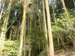 スギとヒノキの見分け方 登山口ねっと