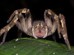 Situ� dans un lieu entre ciel et terre, le conte de f�es nous a. L Araignee Banane Se Trouvait Dans Un Colis De Bananes Livre A Un Magasin De Haute Savoie