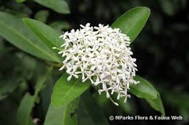 Image result for Ixora seretii