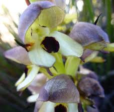 Image result for Disa cornuta