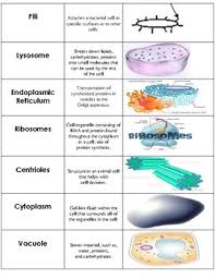 Learn vocabulary, terms and more with flashcards, games and other study tools. Cell Organelle Sort By The Biotic Factor Teachers Pay Teachers