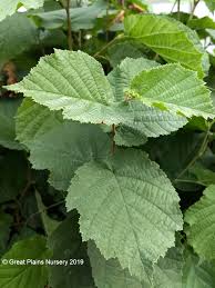 Image result for Grewia avellana