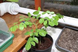 Diese Superfoods Kannst Du Leicht Selbst Anbauen Und Ernten Moringa Pflanze Ungewohnliche Pflanzen Garten Pflanzen