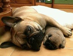 Dad And Puppy French Bulldogs Bulldog Puppies Cool Pets French Bulldog Puppies