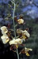 Image result for Eulophia streptopetala
