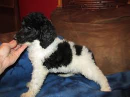 What is about parti poodles? Standard Parti Poodle Puppies Ready Now For Sale In Milwaukee Wisconsin Classified Americanlisted Com