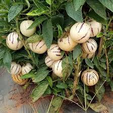 Image result for Solanum muricatum