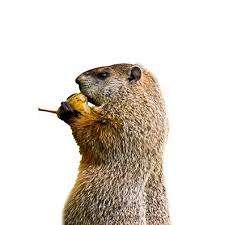 Members of the squirrel family, groundhogs are squarish, stocky animals that typically weigh wondering where groundhogs live? How To Get Rid Of Groundhogs Groundhog Removal Havahart