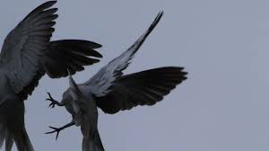 Birds Of A Feather Odyssey Quest Pinterest Nemesis American Gods Raven Ravenclaw