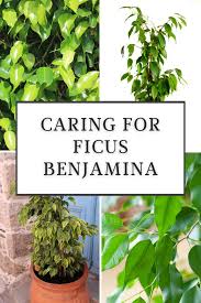 Image result for F kus Ficus