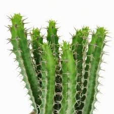 Image result for Euphorbia griseola