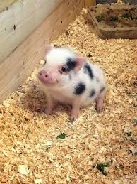 Far Enough Farm Baby Animals Funny Cute Baby Pigs Cute Little Animals