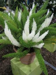 The foxtail fern (asparagus densiflorus 'myers') is a type of asparagus fern. Pin On Garden