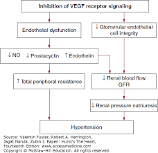 Pathophysiology Of Hypertension Hursts The Heart 14e