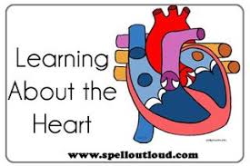 Human Body Learning About The Heart Human Body Unit Study Human Body Activities Human Body Unit