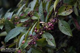 Image result for Sabicea