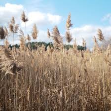 Image result for Phragmites