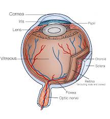 Image result for Choroid