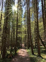 Waldbaden Digital Detox Mit Grunem Wellness Faktor Ausflug Wasserfall Wandern