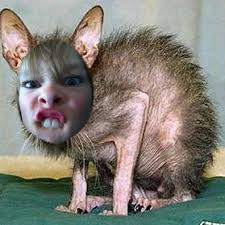 Vermin Scooter Shop: March 2013