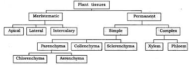 class 9 science tissues free study material cbse sample