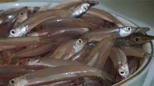 Maybe you would like to learn more about one of these? Cocok Untuk Orang Yang Alergi Susu Sarden Hingga Ikan Teri 5 Makanan Bisa Menjadi Sumber Kalsium Halaman All Tribun Kaltim