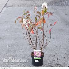Image result for hydrangea paniculata vanille fraise